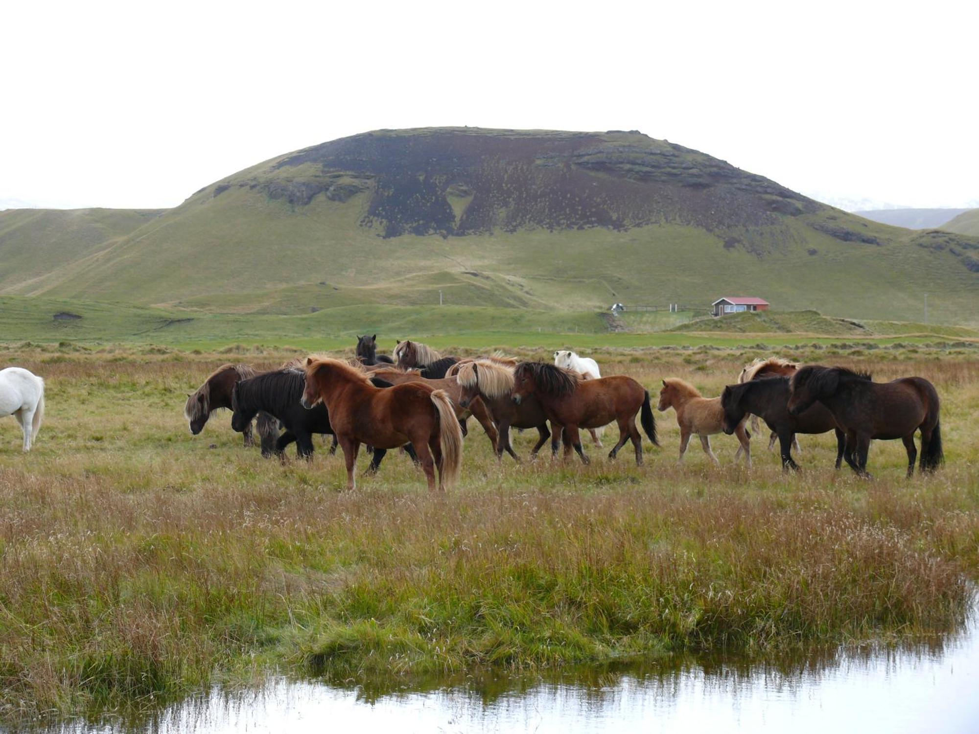 Guesthouse Vellir Вик Экстерьер фото